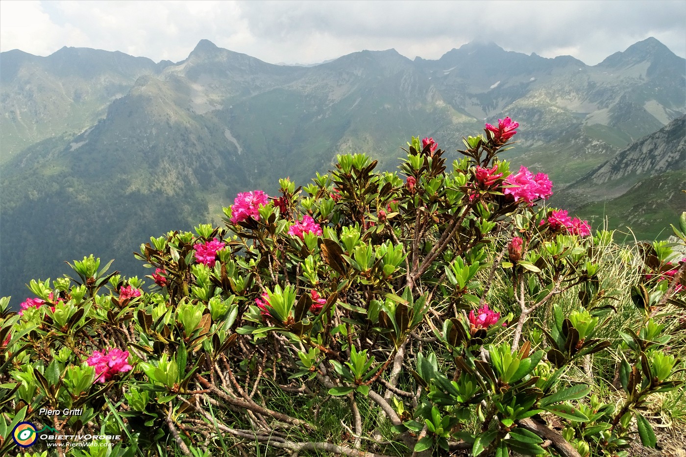 64 Rododendri rossi con vista in (da sx) in Cima Vallocci, Cadelle, Valegino.JPG
